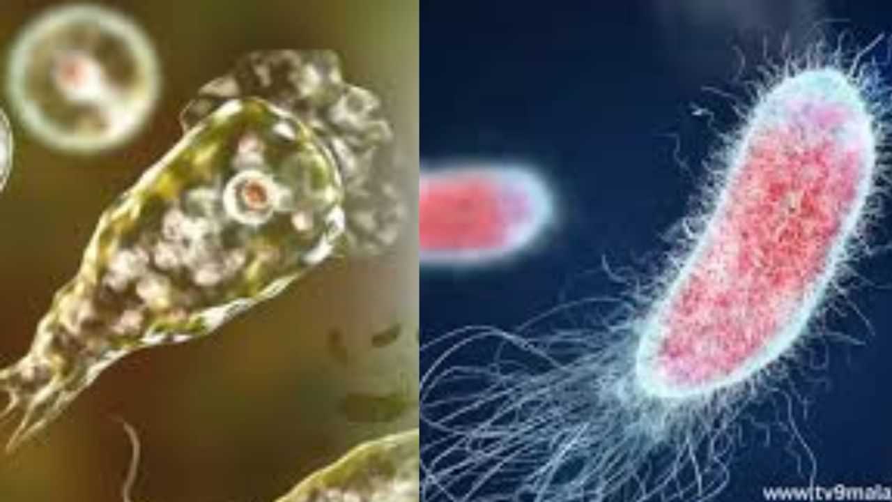 Amoebic Meningoencephalitis: കൊച്ചിയിലും അമീബിക് മസ്തിഷ്കജ്വരം സ്ഥിരീകരിച്ചു; ലക്ഷദ്വീപ് സ്വദേശി ചികിത്സയിൽ Amoebic Meningoencephalitis: കൊച്ചിയിലും അമീബിക് മസ്തിഷ്കജ്വരം സ്ഥിരീകരിച്ചു; ലക്ഷദ്വീപ് സ്വദേശി ചികിത്സയിൽ