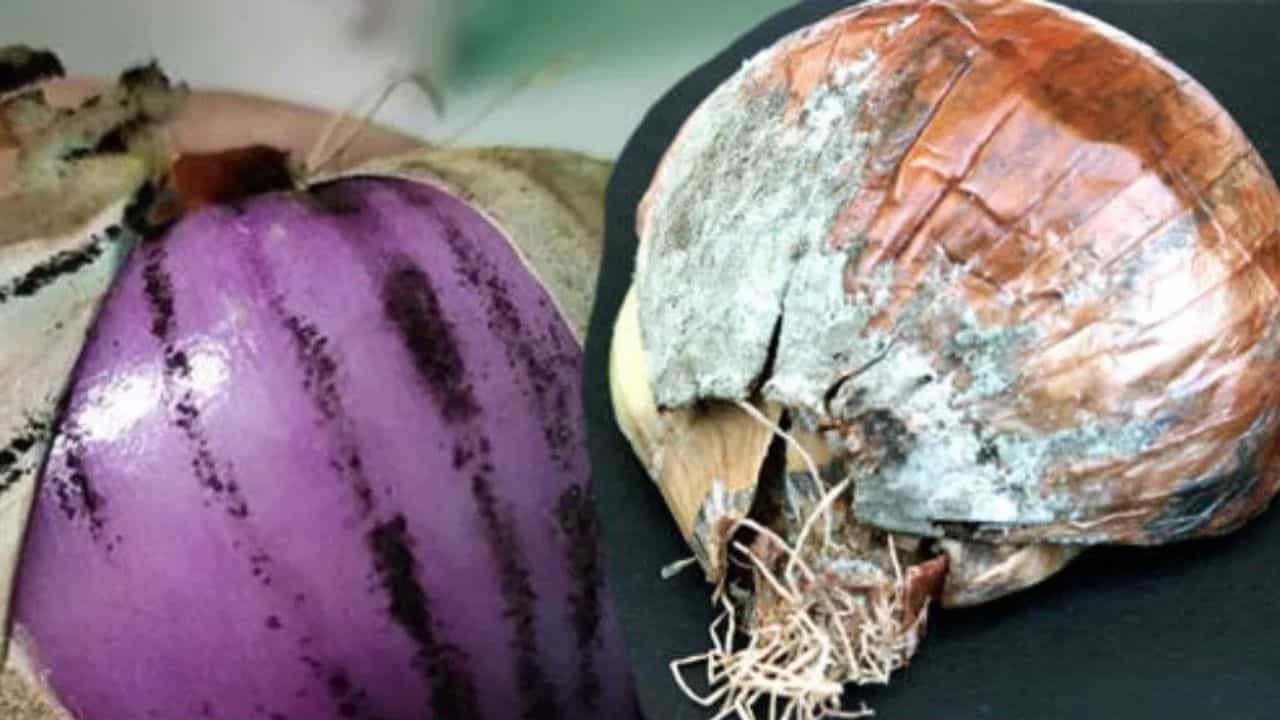 Onions black mould: സവാളയിൽ കറുത്തപൊടി കണ്ടാൽ ശ്രദ്ധിക്കുക... ഉപയോ​ഗിക്കേണ്ടത് ഇങ്ങനെ