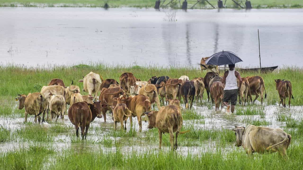 Cattle Farming: പശു വളര്‍ത്തലില്‍ നിന്ന് മാസം 50,000 രൂപയോളം നേട്ടം; മലയാളികള്‍ ലാഭം നേടുന്നത് എങ്ങനെ?