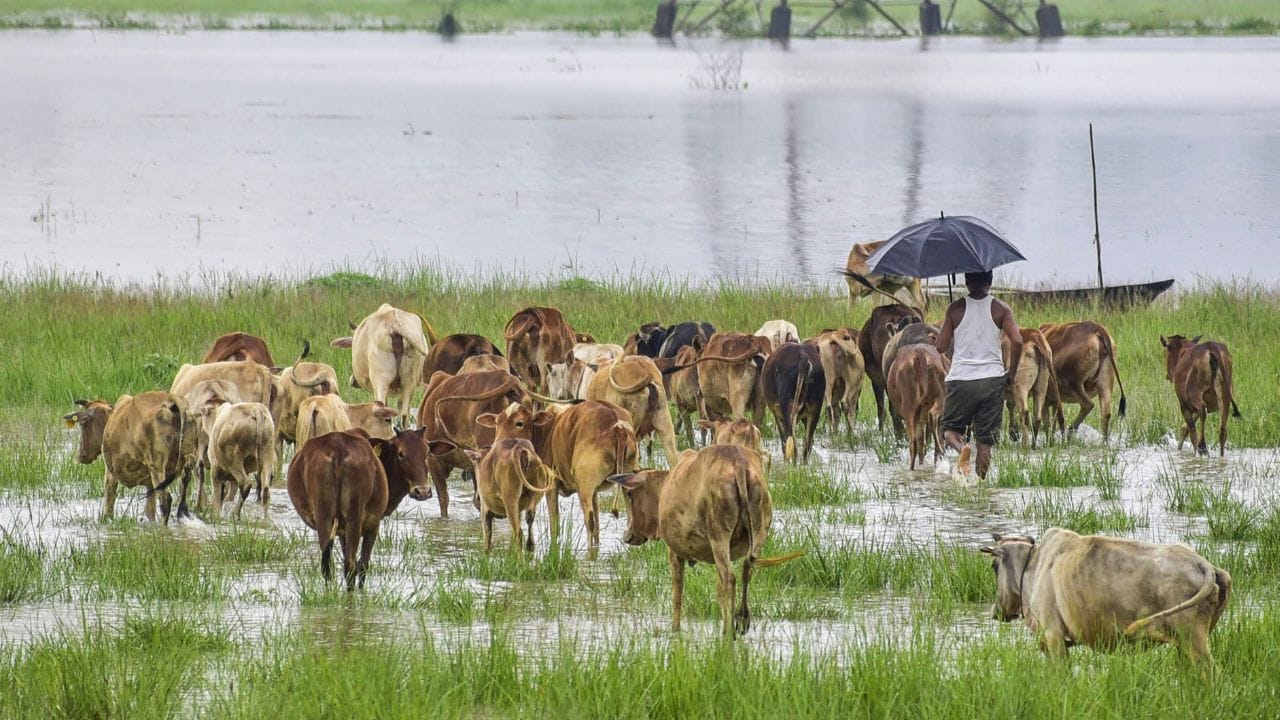 Cattle Farming: പശു വളര്‍ത്തലില്‍ നിന്ന് മാസം 50,000 രൂപയോളം നേട്ടം; മലയാളികള്‍ ലാഭം നേടുന്നത് എങ്ങനെ?
