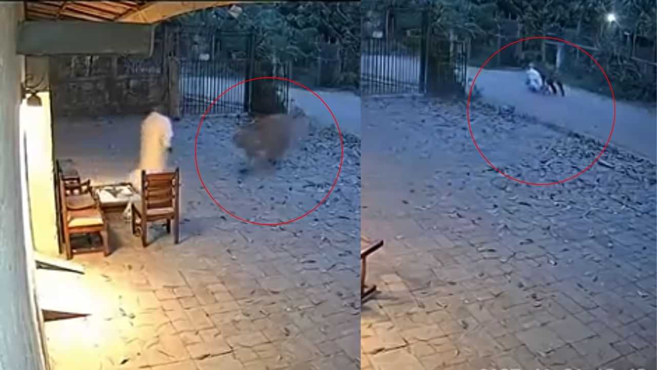 Viral News: വീട്ടുമുറ്റത്തിരുന്നയാളെ കടുവ ആക്രമിക്കുന്നു, പിന്നാലെ വലിച്ചിഴച്ച് കാട്ടിലേക്ക്; വാസ്തവം എന്ത്?