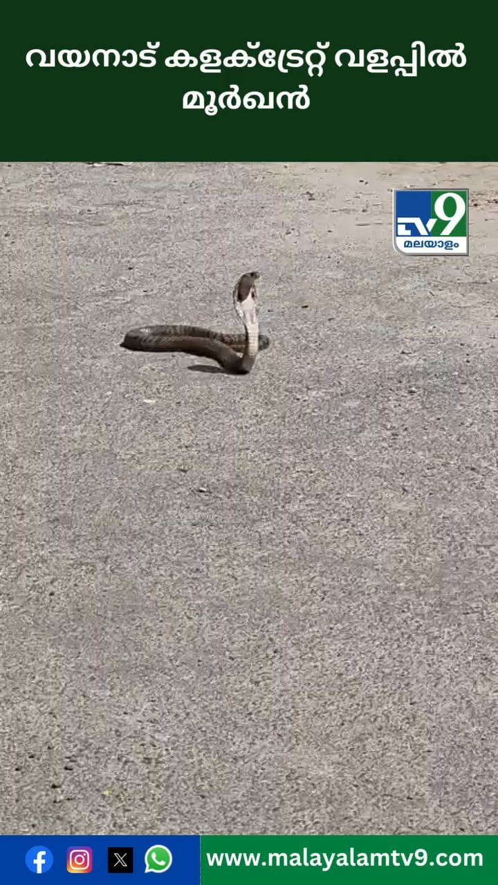 വയനാട് കളക്ട്രേറ്റ് വളപ്പിൽ മൂർഖൻ