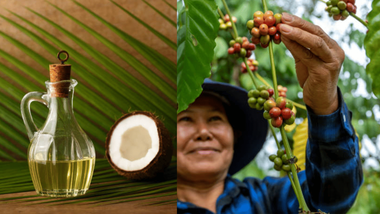 Commodity Price: കാലാവസ്ഥ തുണച്ചു, നേട്ടം കാപ്പി കർഷകർക്ക്; വെളിച്ചെണ്ണയ്ക്ക് വെല്ലുവിളിയായി തേങ്ങ വിലയും