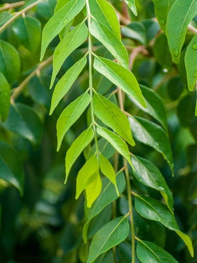 കറിവേപ്പില ഈ ജന്മം കേടാകില്ല; ടിപ്പൊക്കെ ഇഷ്ടം പോലുണ്ട്