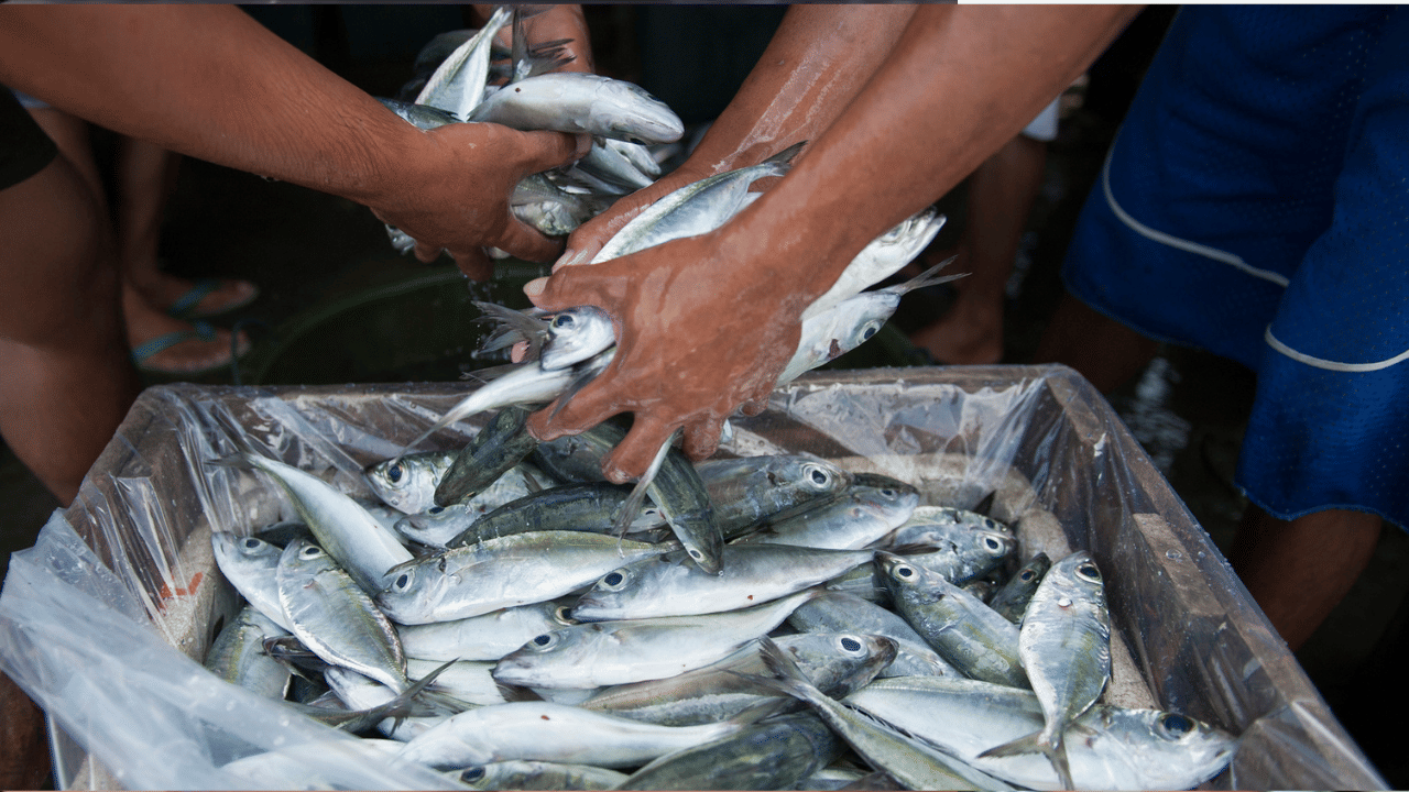 Tips to Identify Fresh Fish: ഇതൊന്നും നോക്കാതെയാണോ ഇതുവരെ മീൻ വാങ്ങിയത്? പണി കിട്ടും; ഇനി നല്ല മീൻ നോക്കി വാങ്ങാം!