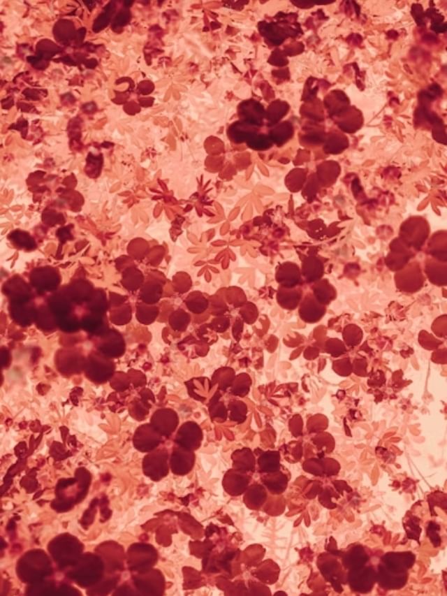 ഹീമോഗ്ലോബിൻ വർധിപ്പിക്കാൻ സഹായിക്കുന്ന ഭക്ഷണങ്ങൾ