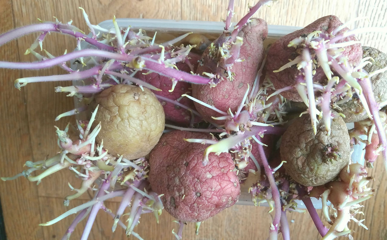 ഗ്ലൈക്കോ ആൽക്കലോയിഡ് അമിതമായി കഴിക്കുന്നത് ഛർദ്ദി, വയറിളക്കം, വയറുവേദന തലവേദന, പനി, വേഗത്തിലുള്ള നാഡിമിടിപ്പ്, കുറഞ്ഞ രക്തസമ്മർദ്ദം, മറ്റ് പ്രശ്നങ്ങൾ എന്നിവയ്ക്ക് കാരണമാകുന്നു. ഉരുളക്കിഴങ്ങിന്റെ ഇലകൾ, പൂക്കൾ, മുളകൾ എന്നിവയിൽ കാണപ്പെടുന്ന ഈ ഗൈക്കോ ആൽക്കലോയിഡുകൾ മനുഷ്യർക്ക് വിഷാംശം നൽകുന്നവയാണ്. (Image Credits: Getty Images)