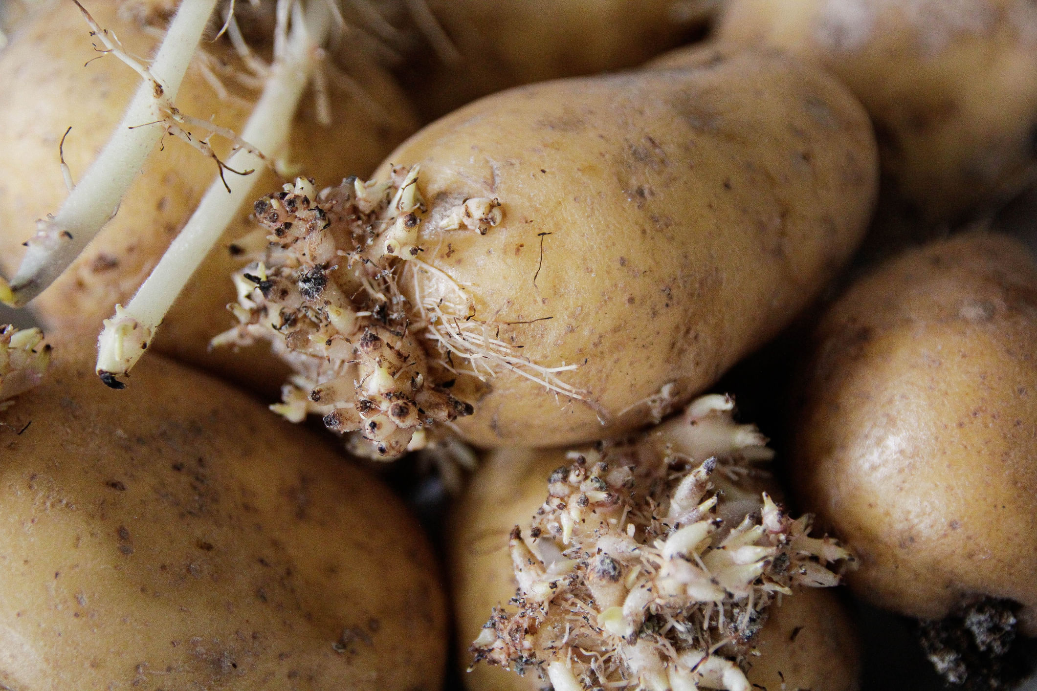 അടുക്കളയിൽ ഒഴിച്ചുകൂടാനാകാത്ത ഒന്നാണ് ഉരുളക്കിഴങ്ങ്. കുട്ടികൾക്ക് മുതൽ മുതിർന്നവർക്ക് വരെ വളരെയധികം ഇഷ്ടമുള്ള ഒന്നുകൂടിയാണ് ഈ പച്ചക്കറി. എന്നാൽ ഉരുളക്കിഴങ്ങ് ഉപയോഗിക്കുമ്പോൾ ശ്രദ്ധിക്കേണ്ട ചില കാര്യങ്ങളുണ്ട്. അതിലൊന്നാണ് മുള വന്ന ഉരുളക്കിഴങ്ങുകൾ. അങ്ങനെയെങ്കിൽ മുള വന്ന ഉരുളക്കിഴങ്ങ് കഴിക്കുന്നതുകൊണ്ട് എന്തെങ്കിലും ആരോഗ്യ പ്രശ്നങ്ങളുണ്ടോ എന്നാണ് ഇവിടെ പറയുന്നത്. (Image Credits: Getty Images)