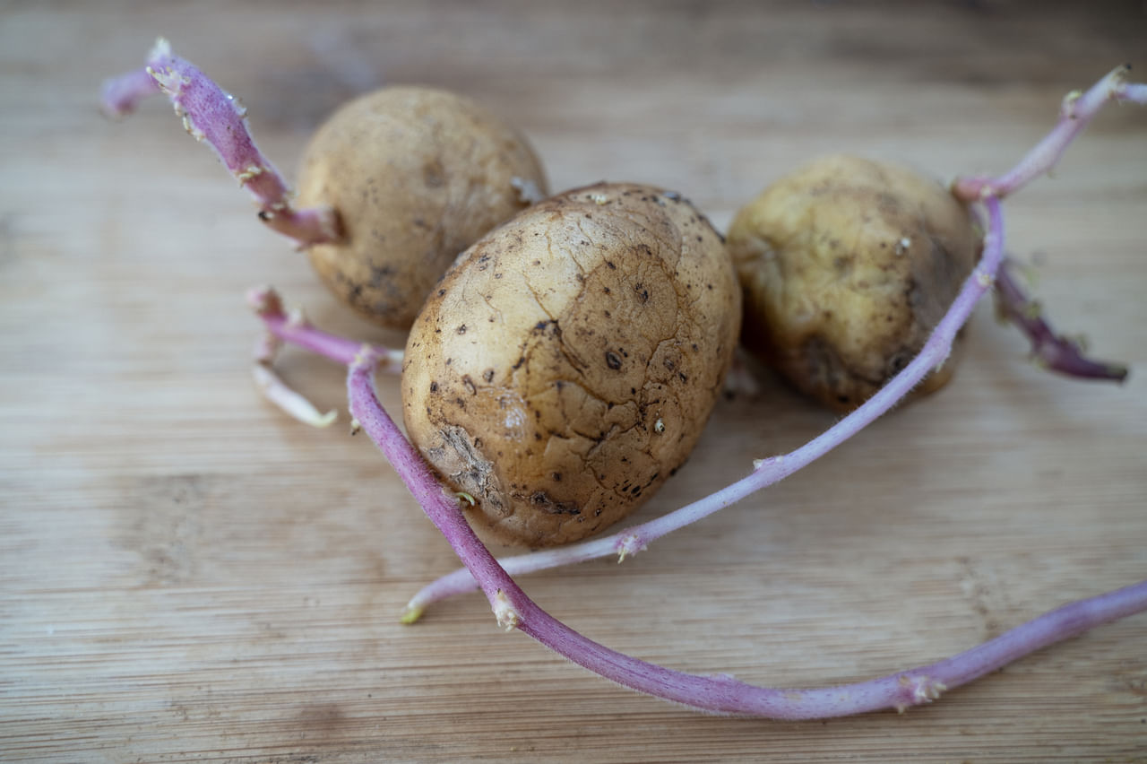 ഹെൽത്ത്‌ലൈനിന്റെ റിപ്പോർട്ട് അനുസരിച്ച്, മുളപ്പിച്ച ഉരുളക്കിഴങ്ങിൽ സോളനൈൻ, ചാക്കോണൈൻ എന്നീ രണ്ട് ഗ്ലൈക്കോ ആൽക്കലോയിഡ് സംയുക്തങ്ങൾ അടങ്ങിയിട്ടുണ്ട്, ഇത് ചെറിയ അളവിൽ കഴിക്കുമ്പോൾ കൊളസ്‌ട്രോളിന്റെയും രക്തത്തിലെ പഞ്ചസാരയുടെയും അളവ് നിയന്ത്രിക്കാൻ സഹായിക്കുന്നു. എന്നാൽ, ഈ രണ്ട് സംയുക്തങ്ങളും അമിതമായി കഴിച്ചാൽ നിങ്ങളുടെ ആരോഗ്യത്തിന് ഇവ ഹാനികരമായേക്കാം. (Image Credits: Getty Images)