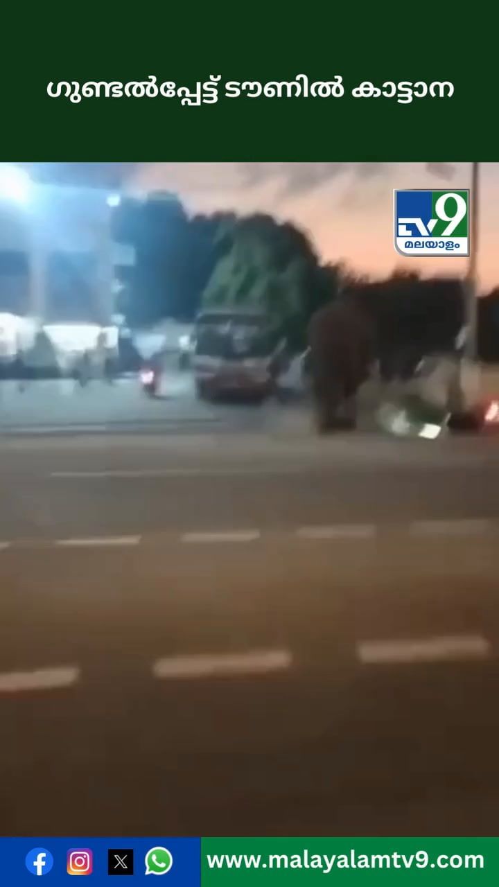 ഗുണ്ടൽപ്പേട്ട് ടൗണിൽ കാട്ടാന