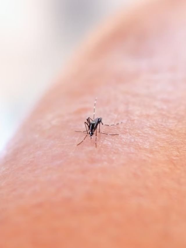 സവാള വിളക്ക്; കൊതുക് ശല്യത്തിനെതിരെ പ്രകൃതിദത്ത പരിഹാരം