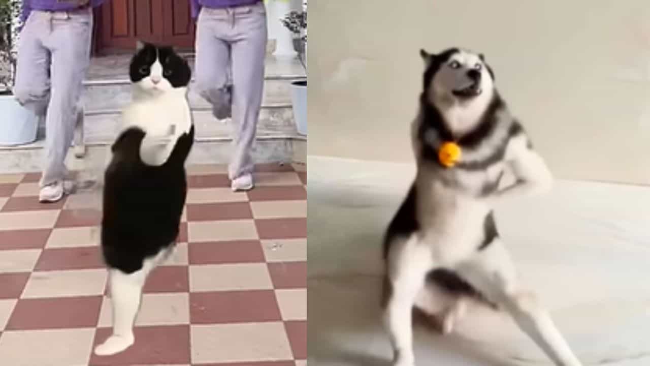 Viral husky dance : എത്തി അടുത്ത ഹസ്കി ഡാൻസ് ട്രെൻഡ്