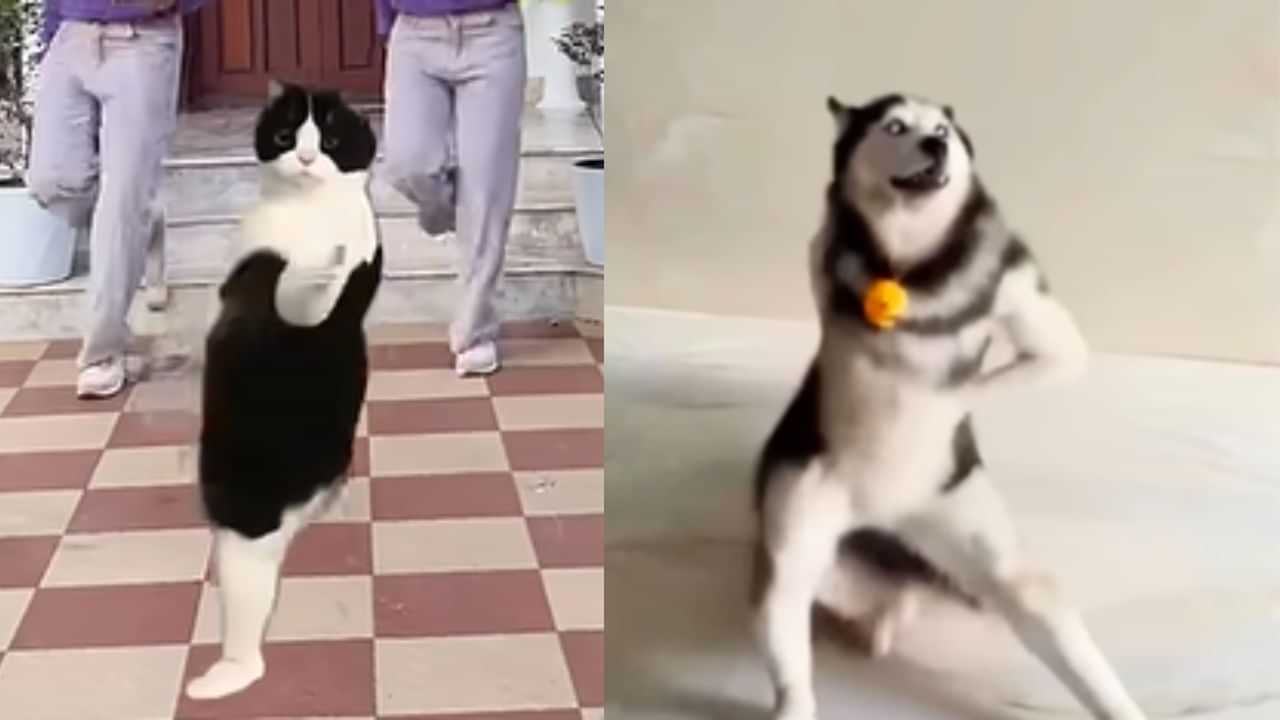 Viral husky dance : എത്തി അടുത്ത ഹസ്കി ഡാൻസ് ട്രെൻഡ്