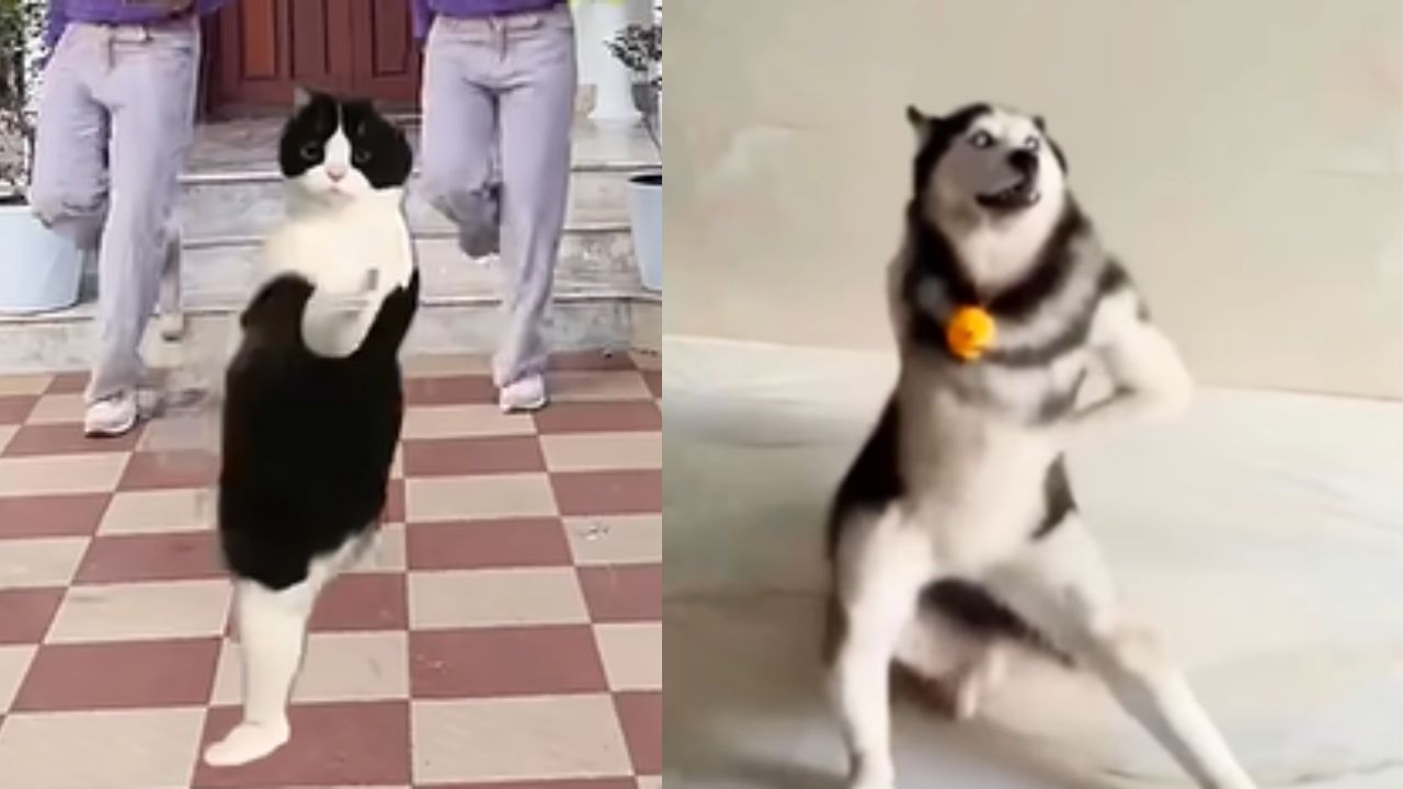 Viral husky dance : എത്തി അടുത്ത ഹസ്കി ഡാൻസ് ട്രെൻഡ്