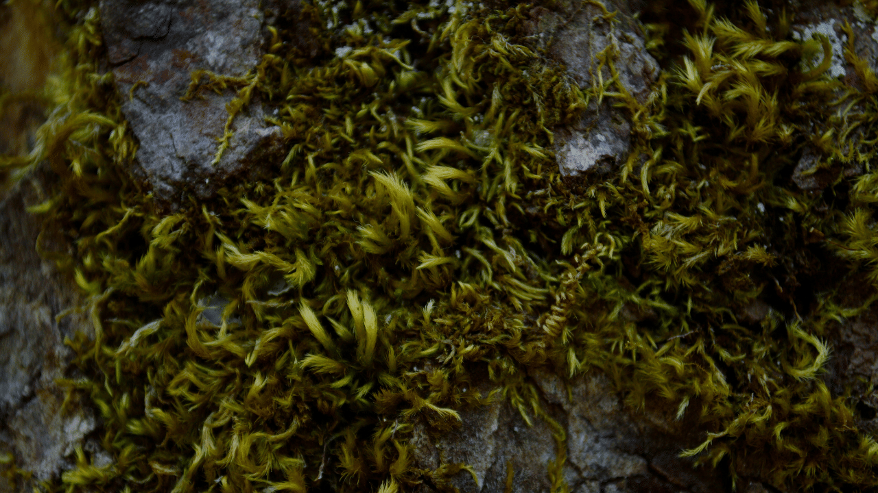 Irish Moss