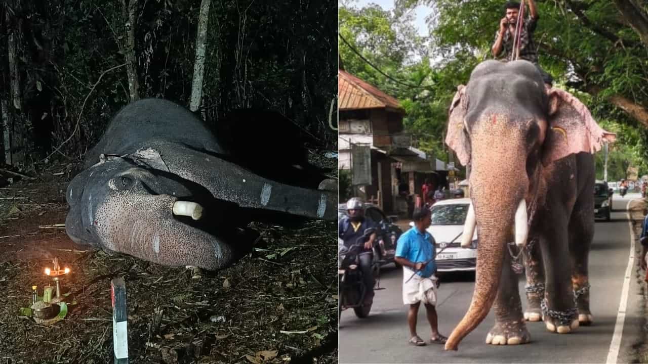 Mavelikkara Ganapathi Death: മാവേലിക്കര ഗണപതിക്ക് എന്ത് സംഭവിച്ചു? ജീവനെടുത്തത് എരണ്ടക്കെട്ടോ