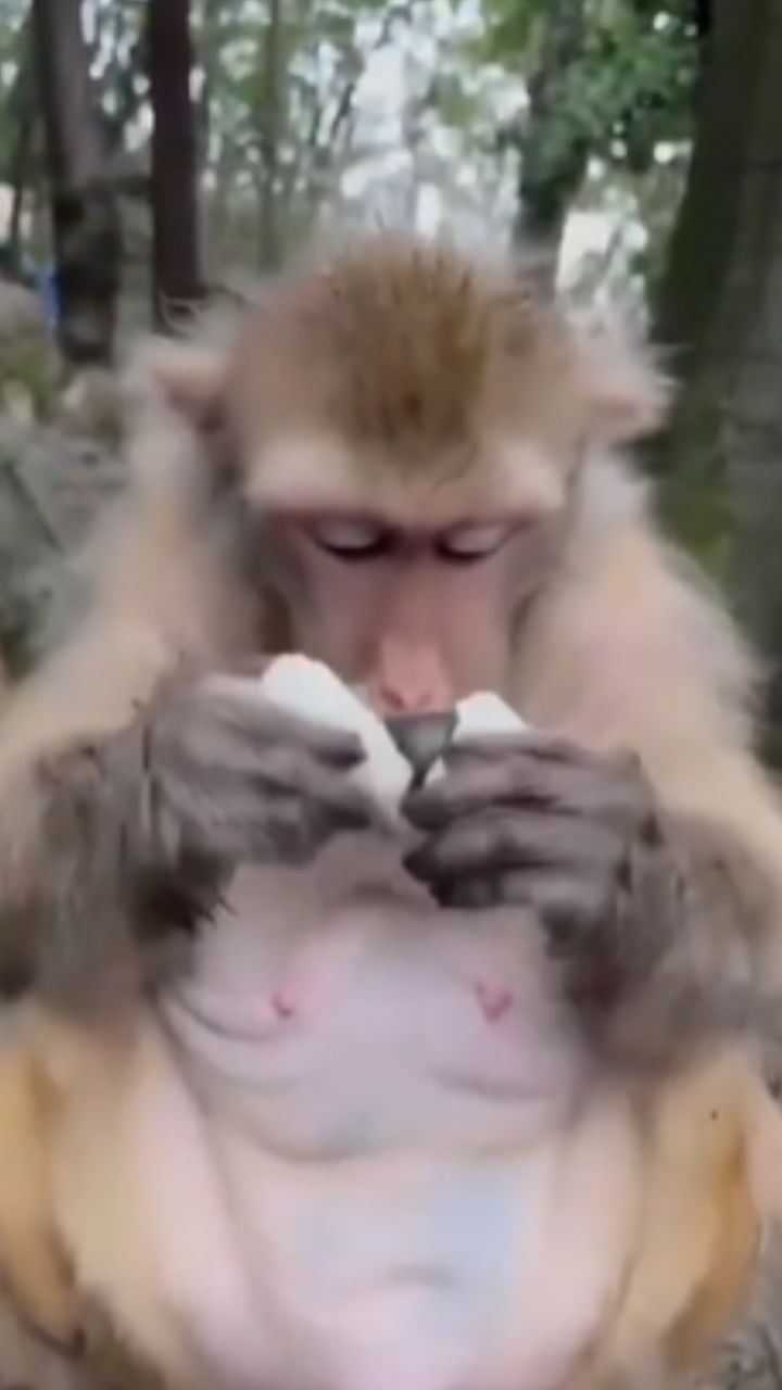 കുരങ്ങന് ചീഞ്ഞ മുട്ട കൊടുത്താൽ