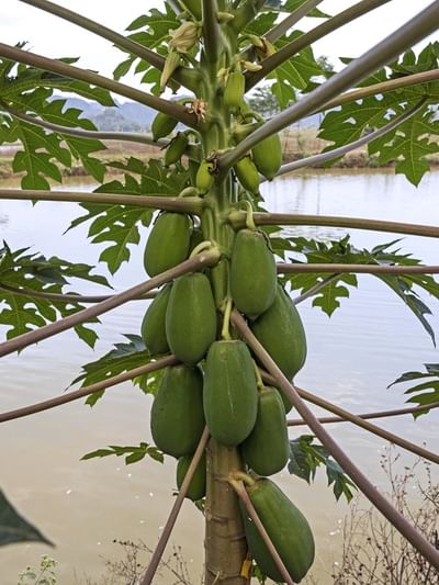 പ്ലേറ്റ്‌ലെറ്റ് കൗണ്ട് കൂട്ടാന്‍ പപ്പായ ഇലയ്ക്ക് സാധിക്കുമോ?