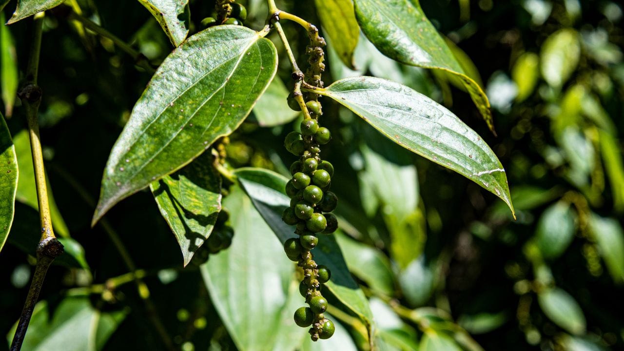 Pepper Plant