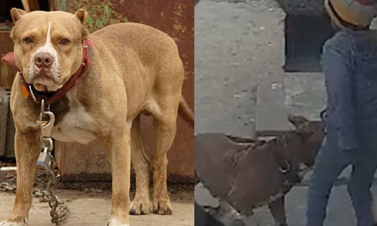 Pitbull Dog Attack: മുറ്റത്ത് കളിച്ചുകൊണ്ടിരുന്ന 6 വയസ്സുകാരന്റെ ചെവി നായ കടിച്ചു കീറി; ഉടമയ്ക്കെതിരെ കേസ്