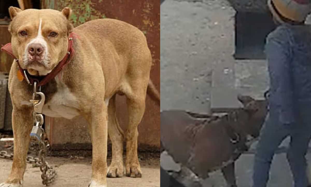 Pitbull Dog Attack: മുറ്റത്ത് കളിച്ചുകൊണ്ടിരുന്ന 6 വയസ്സുകാരന്റെ ചെവി നായ കടിച്ചു കീറി; ഉടമയ്ക്കെതിരെ കേസ്