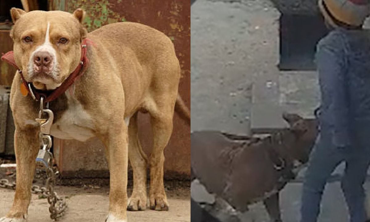 Pitbull Dog Attack: മുറ്റത്ത് കളിച്ചുകൊണ്ടിരുന്ന 6 വയസ്സുകാരന്റെ ചെവി നായ കടിച്ചു കീറി; ഉടമയ്ക്കെതിരെ കേസ്