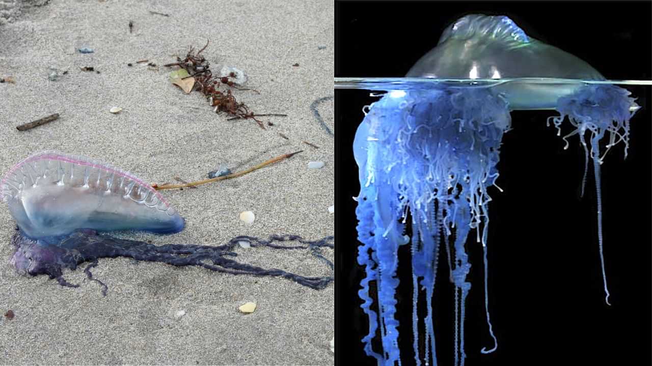 Sea Creature UK Beach: തീരത്തടിഞ്ഞത് ജെല്ലിഫിഷ് എന്നു തെറ്റിധരിക്കേണ്ട... അത് അപകടകാരിയായ പോർച്ചു​ഗീസ് മാൻ ഓഫ് വാർ