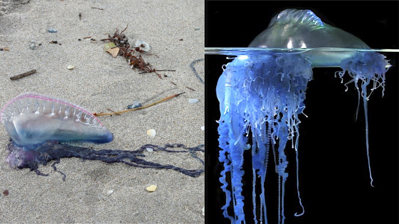 Sea Creature UK Beach: തീരത്തടിഞ്ഞത് ജെല്ലിഫിഷ് എന്നു തെറ്റിധരിക്കേണ്ട… അത് അപകടകാരിയായ പോർച്ചു​ഗീസ് മാൻ ഓഫ് വാർ