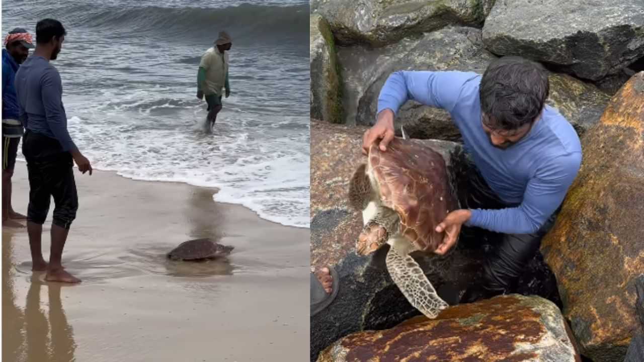 Green turtle Video: അവന്റെ ദൈവത്തിനെ അവൻ ഒരു നിമിഷം നോക്കി തിരിഞ്ഞു പോയ്‌.... ശ്രദ്ധേയമാകുന്നു കടലാമയുടെ ഈ വീഡിയോ