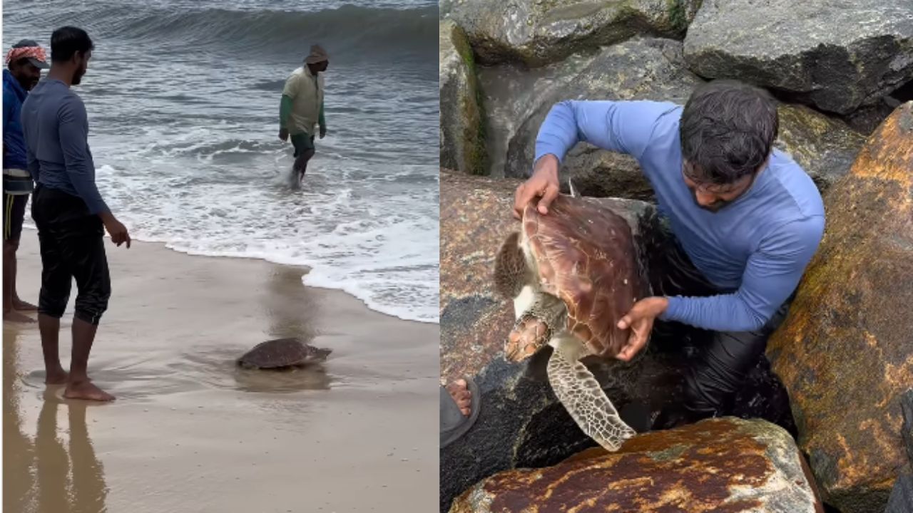 Green turtle Video: അവന്റെ ദൈവത്തിനെ അവൻ ഒരു നിമിഷം നോക്കി തിരിഞ്ഞു പോയ്‌…. ശ്രദ്ധേയമാകുന്നു കടലാമയുടെ ഈ വീഡിയോ