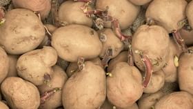 മുള വന്ന ഉരുളക്കിഴങ്ങ് കഴിച്ചാൽ എന്ത് സംഭവിക്കും? ശ്രദ്ധക്കണേ