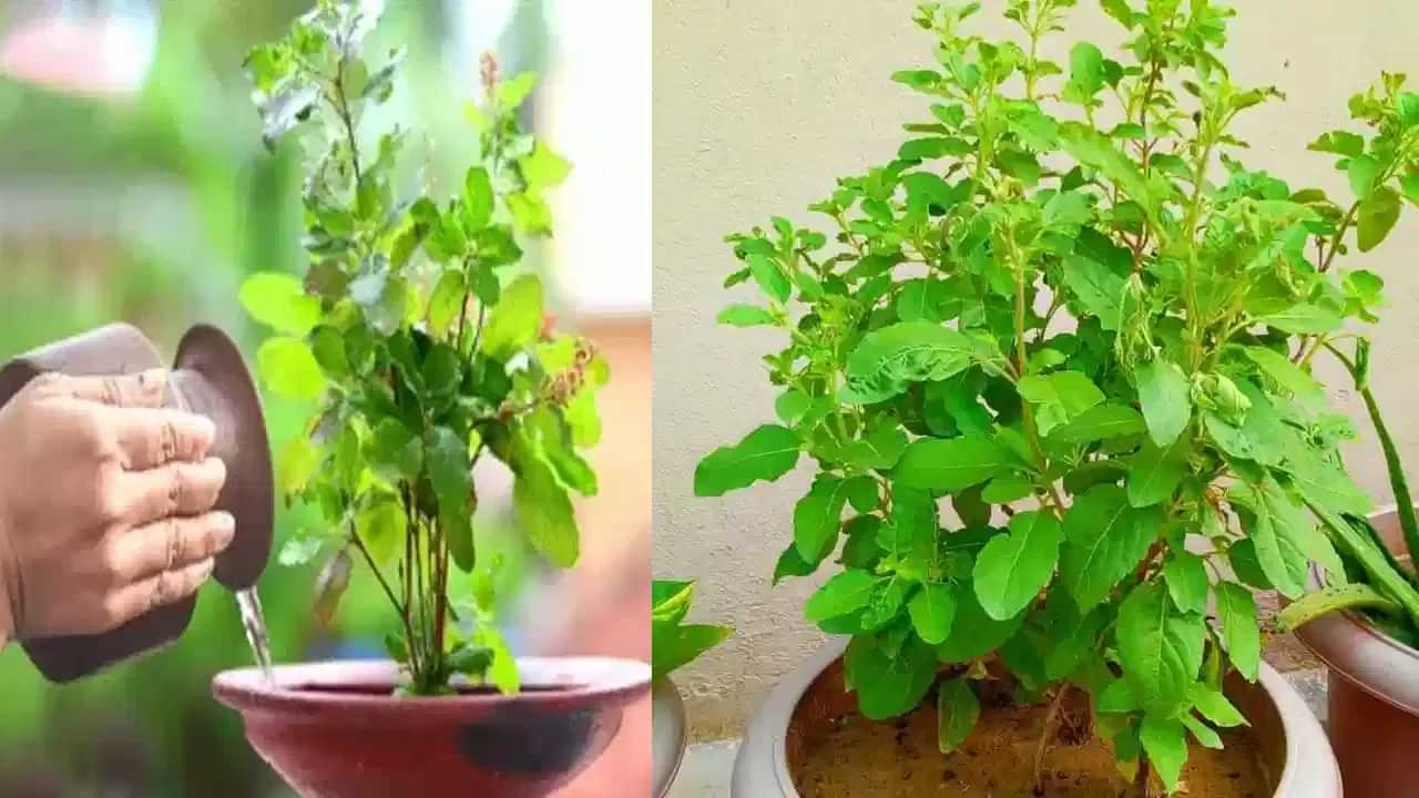 Tulsi Plant : തുളസി ചെടിക്ക് ചെയ്യാൻ പാടില്ലാത്ത കാര്യങ്ങൾ നിരവധി, അറിയേണ്ട തത്ത്വം