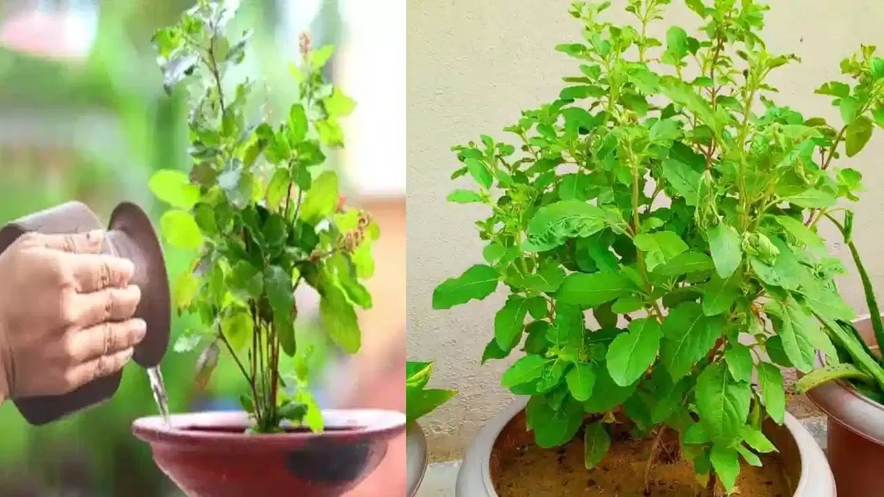 Tulsi Plant : തുളസി ചെടിക്ക് ചെയ്യാൻ പാടില്ലാത്ത കാര്യങ്ങൾ നിരവധി, അറിയേണ്ട തത്ത്വം
