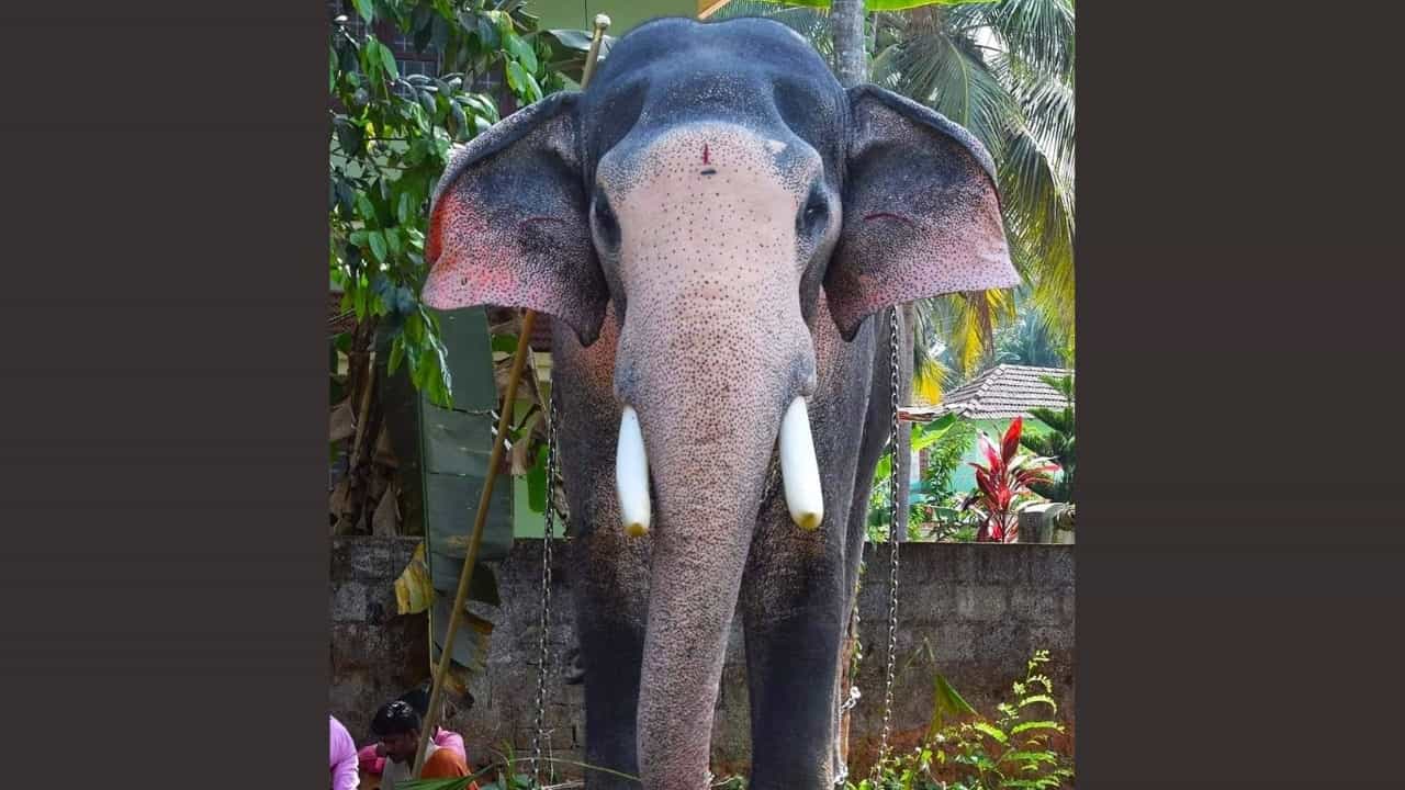 Valiya Purackal Suryan Death : കുന്നംകുളത്തിൻ്റെ ആനക്ക് വിട, വലിയപുരക്കൽ സൂര്യൻ ചെരിഞ്ഞു