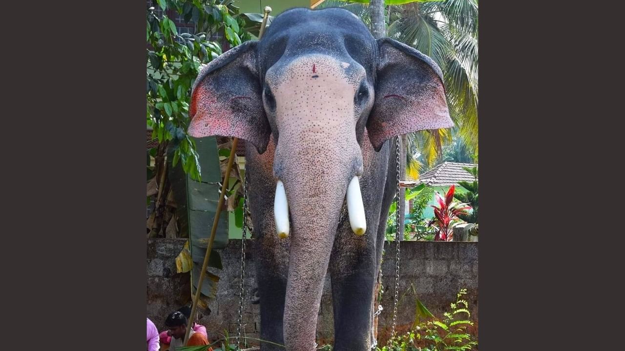 Valiya Purackal Suryan Death : കുന്നംകുളത്തിൻ്റെ ആനക്ക് വിട, വലിയപുരക്കൽ സൂര്യൻ ചെരിഞ്ഞു