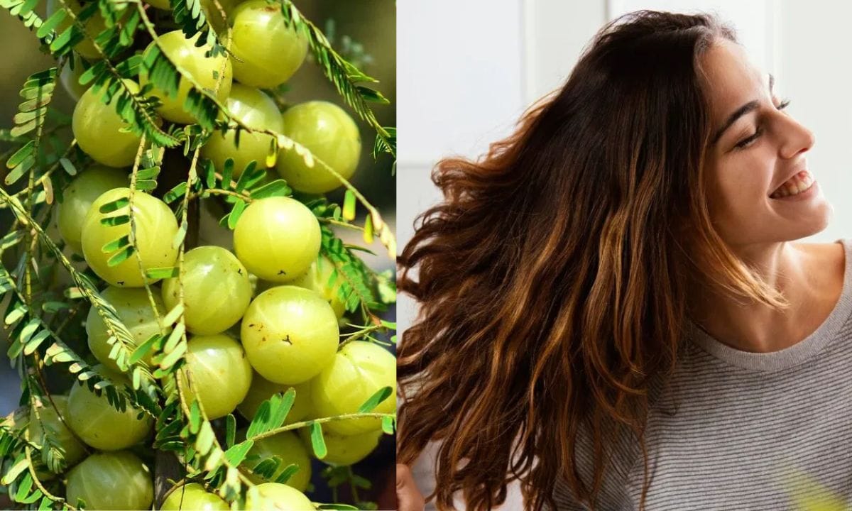 മറ്റു ചിലർക്ക് ആണെങ്കിൽ തണുപ്പുകാലം ആരംഭിച്ചാൽ എപ്പോഴും ജലദോഷവും പനിയും ശ്വാസംമുട്ടലും ഒക്കെ ആയിരിക്കും. എങ്ങനെ നോക്കുമ്പോഴും തണുപ്പുകാലത്ത് എന്തെങ്കിലും വിധത്തിലുള്ള പ്രശ്നങ്ങൾ ഇല്ലാത്തവർ വളരെ കുറവായിരിക്കും. അത്തരത്തിൽ തണുപ്പുകാലമായാൽ മുടികൊഴിച്ചിൽ അലട്ടുന്നവരാണ് നിങ്ങളെങ്കിൽ നെല്ലിക്ക മാത്രം വെച്ച് ഈ പ്രശ്നത്തിന് പരിഹാരം കണ്ടെത്താം. എങ്ങനെയെന്ന് അറിയുവാൻ തുടർന്ന് വായിക്കൂ. ശരീരത്തിന് ആവശ്യമായ നിരവധി ആന്റിഓക്സിഡന്റുകളാൽ സമ്പന്നമാണ് നെല്ലിക്ക. (PHOTO: TV9 Network)