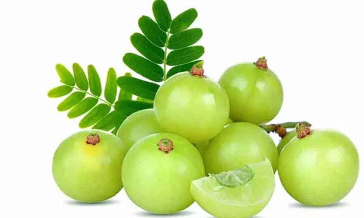  പതിവായി ഒരു നെല്ലിക്ക കഴിക്കുന്നത് തന്നെ ശരീരത്തിൽ വലിയ മാറ്റങ്ങൾ കാരണം ആകുക. പ്രമേഹം അടക്കമുള്ള പല ജീവിതശൈലി രോഗങ്ങൾക്കും നെല്ലിക്ക പരിഹാരമാകാറുണ്ട്. അത്തരത്തിൽ നെല്ലിക്ക മുടി കൊഴിയുന്നതിനും സഹായകരമാണ്. നെല്ലിക്ക ചേർത്ത് ഉണ്ടാക്കുന്ന എണ്ണ തലയിൽ പുരട്ടുന്നത് മുടികൊഴിച്ചിൽ കുറയ്ക്കുവാൻ സഹായിക്കും. ഇങ്ങനെ ആഴ്ചയിൽ രണ്ടു തവണ മാത്രം ചെയ്താൽ മതി. മിനിമം ഒരു മൂന്നു മണിക്കൂറെങ്കിലും ഇത് തലയിൽ തന്നെ സൂക്ഷിക്കുവാൻ ശ്രമിക്കുക. (PHOTO: TV9 Network)