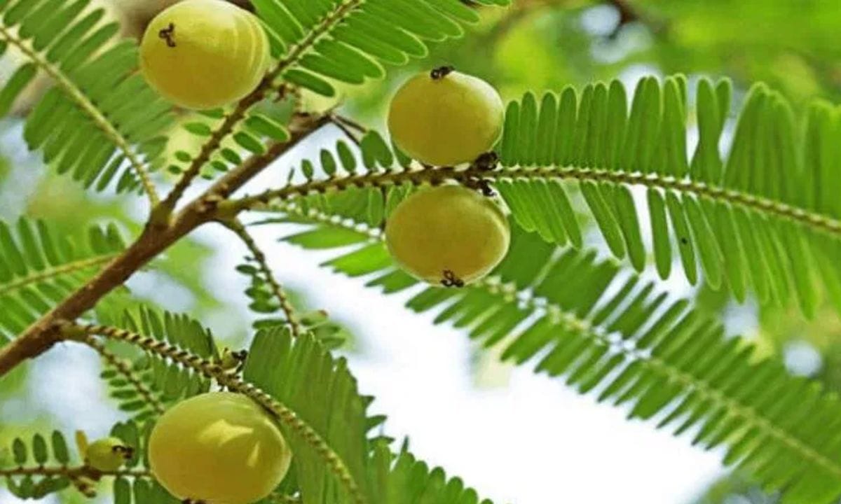 അതായത് നെല്ലിക്കയുടെ നീര് അല്പം വെള്ളത്തിൽ നന്നായി കലർത്തി മിക്സ് ആക്കിയതിനു ശേഷം തലയിൽ തേച്ചു കൊടുക്കുക. ഇത് മുടിയുടെ പിഎച്ച് ലെവൽ വർദ്ധിപ്പിക്കാൻ സഹായിക്കും. നെല്ലിക്ക ചേർത്ത് എണ്ണ ഉണ്ടാക്കി അത് തലയിൽ തേക്കുന്നതും നല്ലതാണ്. നെല്ലിക്ക നന്നായി അരച്ചെടുത്ത ശേഷം വെളിച്ചെണ്ണയിൽ ഇട്ട് മൂപ്പിക്കുക. (PHOTO: TV9 Network)