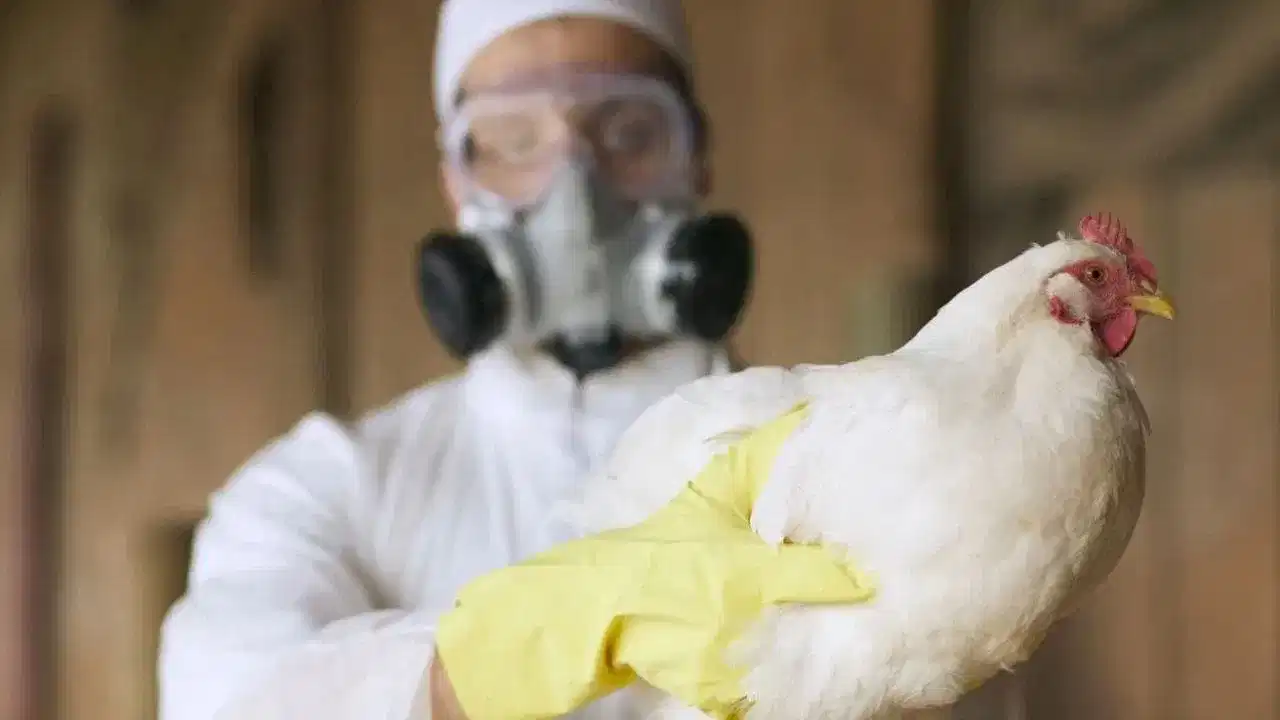 Bird flu: ക്രിസ്മസ് വന്നപ്പോൾ പക്ഷിപ്പനി പാരയായി, ആലപ്പുഴ, കോട്ടയം ജില്ലകളിൽ പക്ഷകളെ കൂട്ടത്തോടെ കൊന്നൊടുക്കുന്നു