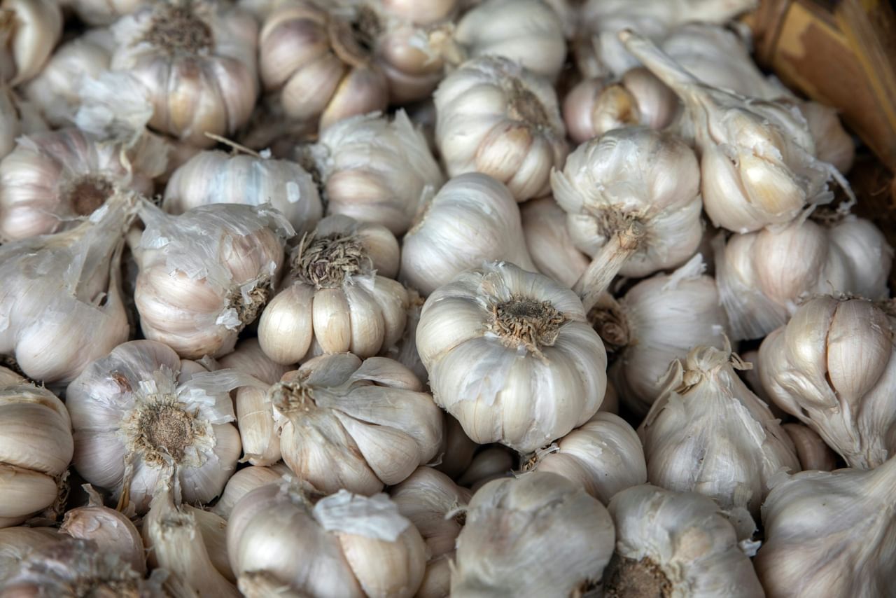 ആധുനിക ഗവേഷണങ്ങൾ അനുസരിച്ച്, വെളുത്തുള്ളിയിലെ സൾഫർ എന്ന സംയുക്തമാണ് ഇതിന്റെ പല ആരോഗ്യ ഗുണങ്ങളും നമുക്ക് നൽകുന്നത്. കറികളിൽ ചേർത്ത് കഴിക്കുന്നതിനേക്കാൾ പച്ചയായി കഴിക്കുമ്പോൾ ഈ സംയുക്തങ്ങൾ കൂടുതൽ ​ഗുണം ചെയ്യുന്നു. അതിനാൽ ഒരു മാസം തുടർച്ചയായി പച്ച വെളുത്തുള്ളി കഴിക്കുന്നതിലൂടെ നമ്മുടെ ശരീരത്തിലുണ്ടാകുന്ന മാറ്റം എന്തെല്ലാമെന്ന് നോക്കാം.  (Image Credits:Unsplash)