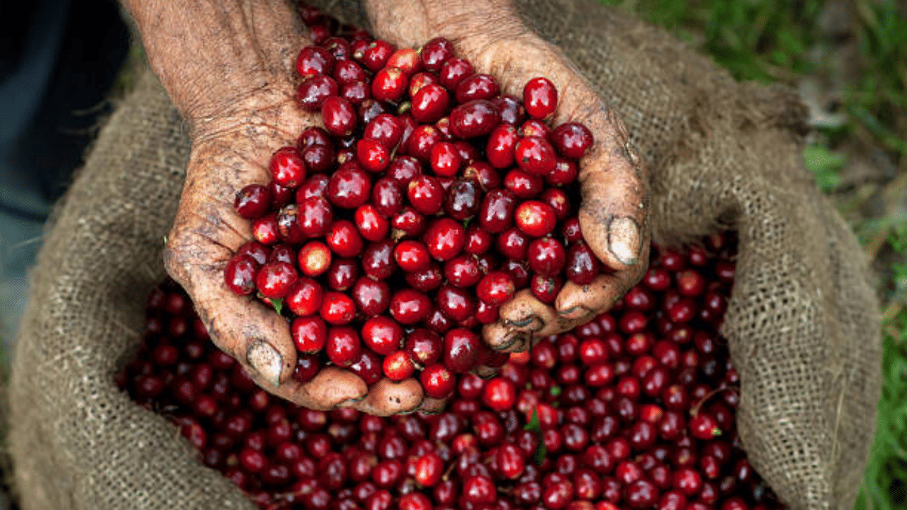 അന്താരാഷ്ട്ര വിപണിയിൽ കാപ്പി വില ഉയരുന്നു. കഴിഞ്ഞ തിങ്കളാഴ്ച റോബസ്റ്റ കാപ്പിയുടെ അന്താരാഷ്ട്ര വിലയിൽ ടണ്ണിന് 153 ഡോളറിന്റെ വർധനയാണ് ഉണ്ടായിരിക്കുന്നത്. ഇത് രാജ്യത്തെ കാപ്പി കർഷകർക്ക് നേട്ടമാണ്. (Image Credit: Getty Image)