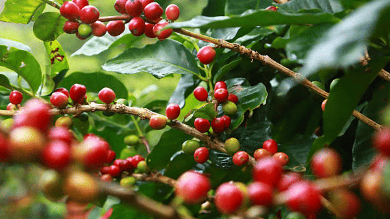 എന്നാൽ യുഎസ് താരിഫ് മാറ്റത്തെ തുടർന്ന് പ്രമുഖ കമ്പനിയായ ജെഎം സ്മക്കർ കാപ്പി വില വർദ്ധിപ്പിക്കാനുള്ള തീരുമാനം പിൻവലിച്ചിട്ടുണ്ട്. കഫേ ബുസ്റ്റെലോ ഉൾപ്പെടെയുള്ള കാപ്പി ബ്രാൻഡുകളുടെ ഉടമസ്ഥരാണ് ജെഎം സ്മക്കർ.
