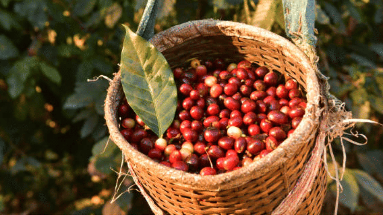 അതേസമയം, അന്താരാഷ്ട്ര കാപ്പി വിലയിലെ വർധനവ് ഇന്ത്യയിലെ കാപ്പി കർഷകർക്ക് ഗുണം ചെയ്യുന്നുണ്ട്. കർണാടകവും കേരളവും തമിഴ്നാടുമുൾപ്പെടെയുള്ള ദക്ഷിണേന്ത്യൻ സംസ്ഥാനങ്ങൾ കാപ്പി കൃഷിയിൽ നിന്നും കൂടുതൽ വരുമാനം സ്വന്തമാക്കുമെന്നാണ് വിലയിരുത്തൽ.