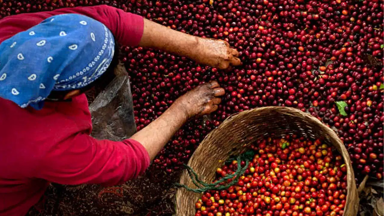 Coffee prices hike: കാപ്പി കർഷകർക്ക് സന്തോഷവാർത്ത; വില കുതിക്കുന്നു... ഇനിയും കൂടിയേക്കും Coffee prices hike: കാപ്പി കർഷകർക്ക് സന്തോഷവാർത്ത; വില കുതിക്കുന്നു... ഇനിയും കൂടിയേക്കും