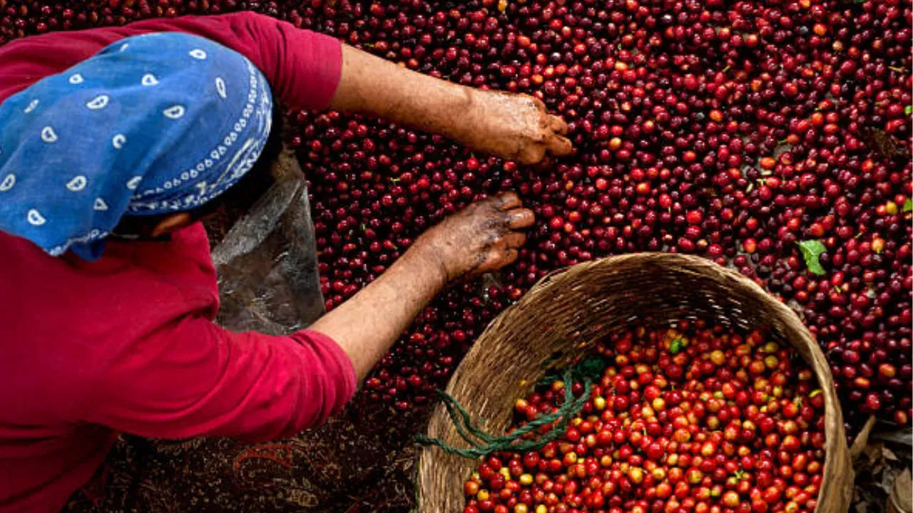 Coffee prices hike: കാപ്പി കർഷകർക്ക് സന്തോഷവാർത്ത; വില കുതിക്കുന്നു… ഇനിയും കൂടിയേക്കും