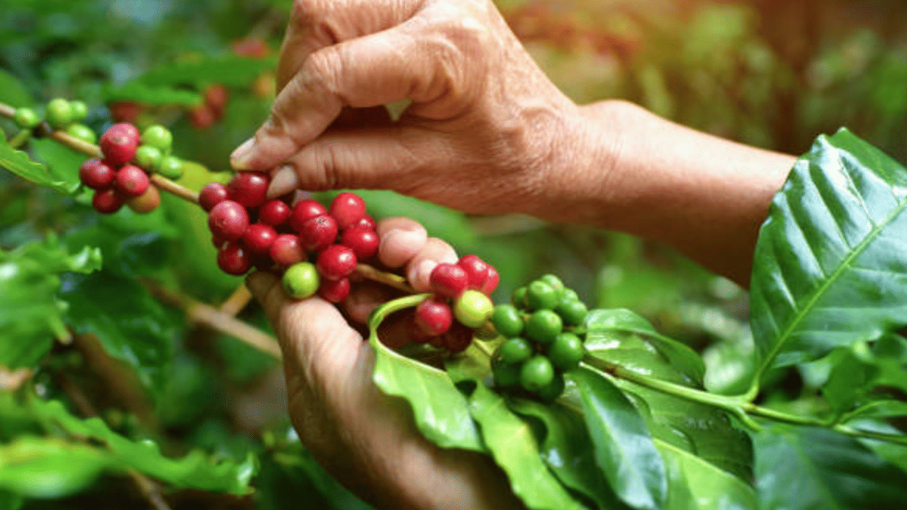 Coffee production India: വരാൻപോകുന്നത് കാപ്പി കർഷകരുടെ നല്ലകാലം… വിലയിലും ഉത്പാദനത്തിലും മാത്രമല്ല അടിമുടി മാറ്റം