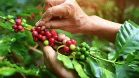 Coffee production India: വരാൻപോകുന്നത് കാപ്പി കർഷകരുടെ നല്ലകാലം… വിലയിലും ഉത്പാദനത്തിലും മാത്രമല്ല അടിമുടി മാറ്റം...