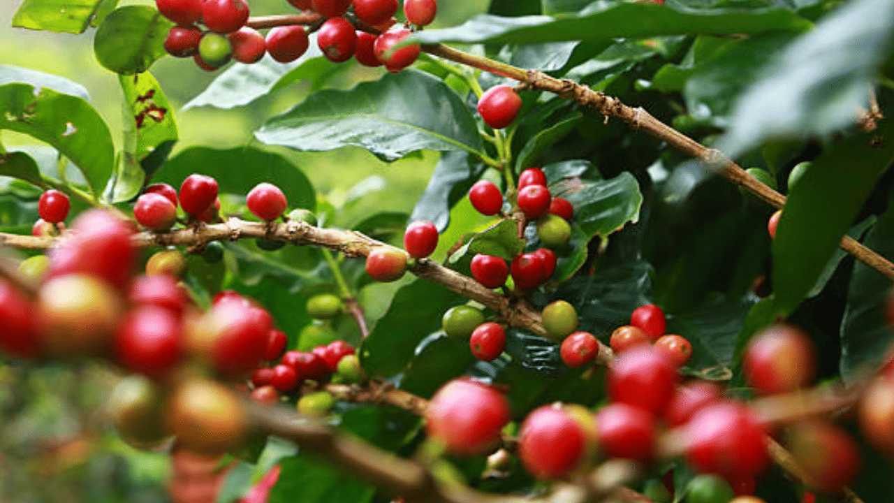 ലോകത്തിലെ പ്രധാന കാപ്പി ഉൽപാദകരമാണ് ബ്രസീലും വിയറ്റ്നാമും. ഇരു രാജ്യങ്ങളിലെയും കാലാവസ്ഥ വ്യതിയാനമാണ് അന്താരാഷ്ട്ര വിപണിയിൽ കാപ്പി വില ഉയർന്നതിന് പ്രധാന കാരണം. (Image Credit: Getty Image)