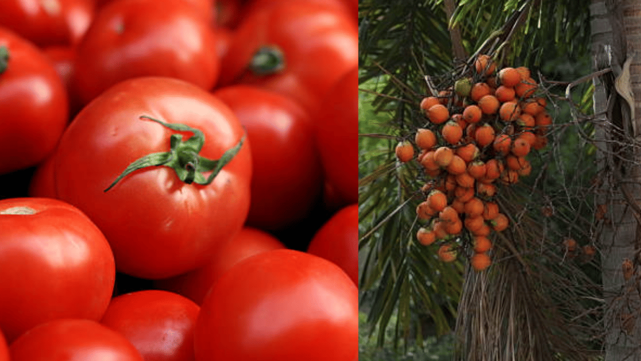 Commodity Price: വെളിച്ചെണ്ണ അല്ല, ഇനി തക്കാളിയുടെ ഊഴം; വില കുതിക്കും, അടയ്ക്ക കർഷകർക്കും നല്ലകാലം