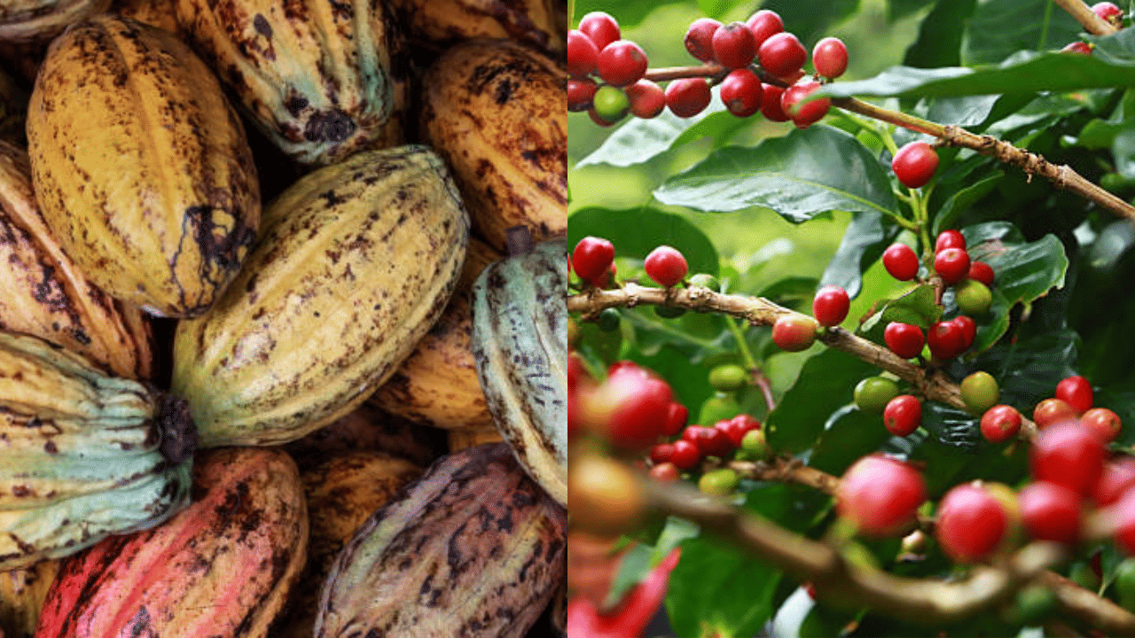 ആഗോള കൊക്കോ, കാപ്പി കർഷകർക്ക് ആശ്വാസമായി യൂറോപ്യൻ പാർലമെന്റിന്റെ സുപ്രധാന തീരുമാനം. വനം നശീകരിച്ചുള്ള കാർഷികോൽപന്നങ്ങളുടെ ഇറക്കുമതിക്ക് നിരോധം വരുത്താനുള്ള നിയമം ഒരു വർഷത്തേയ്ക്ക് മരവിപ്പിച്ചതാണ് കർഷകർക്ക് ആശ്വാസമാകുന്നത്. (Image Credit: Getty Images)